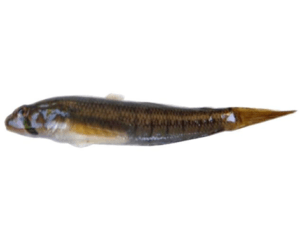 photo d'un Stenogobius genivittatus