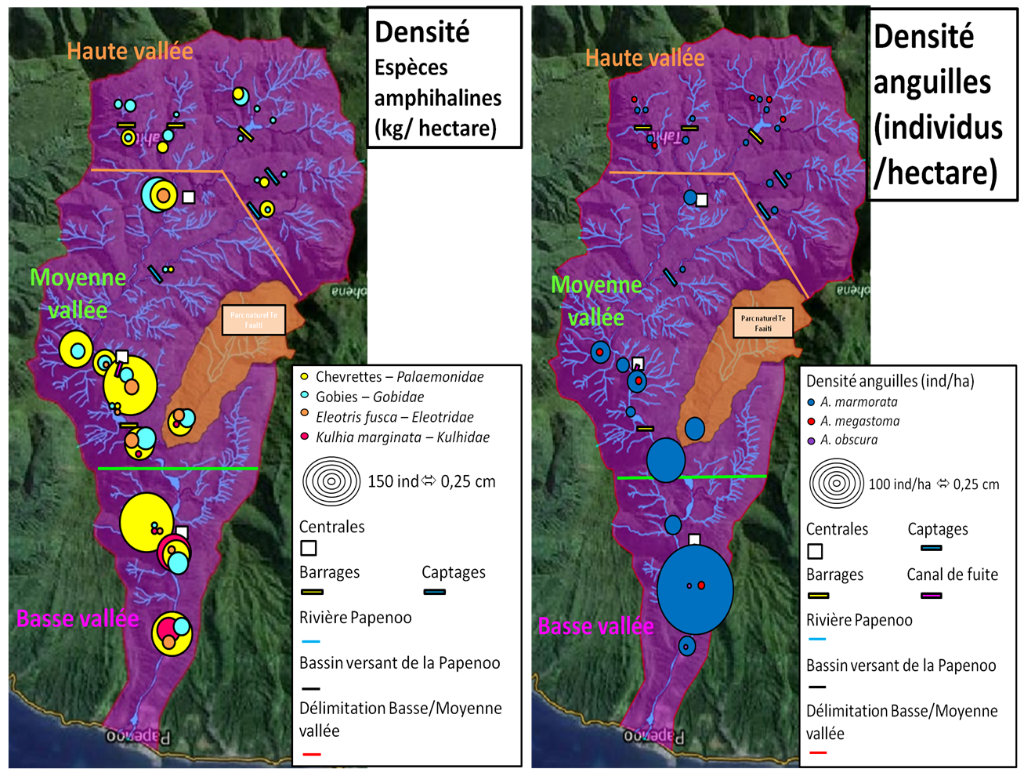 image de la carte de Papenoo avec densité des espèces amphihalines
