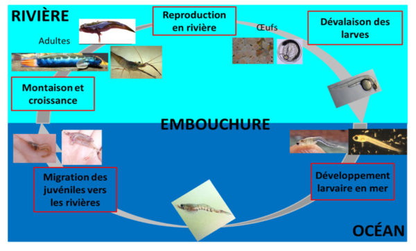 Schéma du cycle de vie amphihaline amphirome