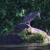 Photo d'une Aigrette sacrée