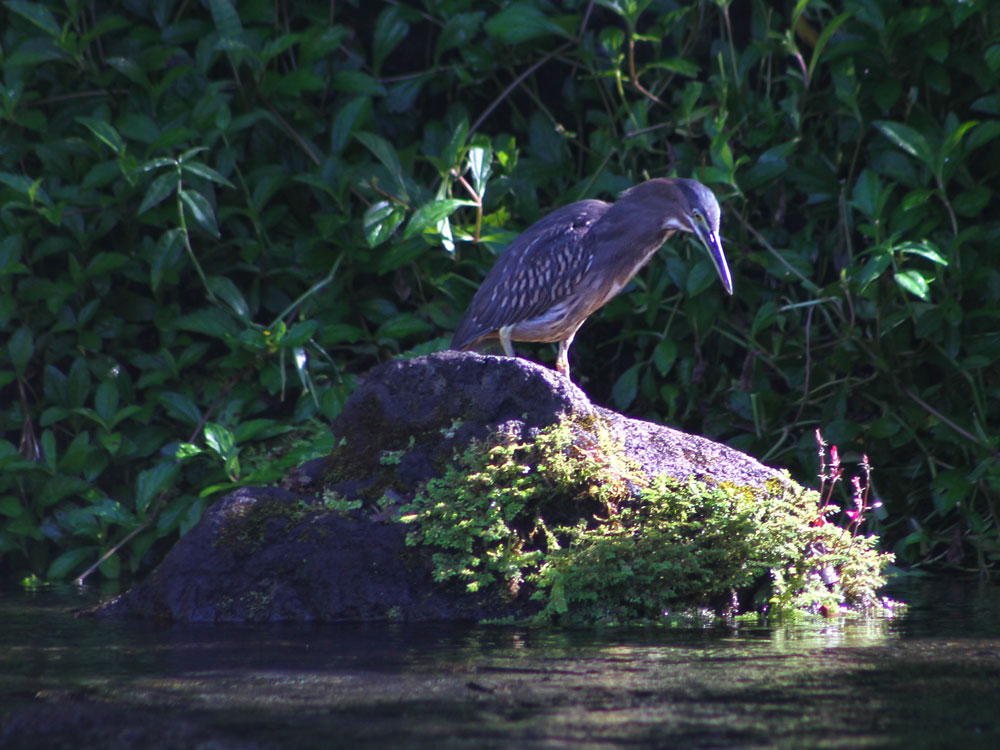 Photo d'une Aigrette sacrée