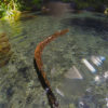 Photo d'une anguille à Vaima