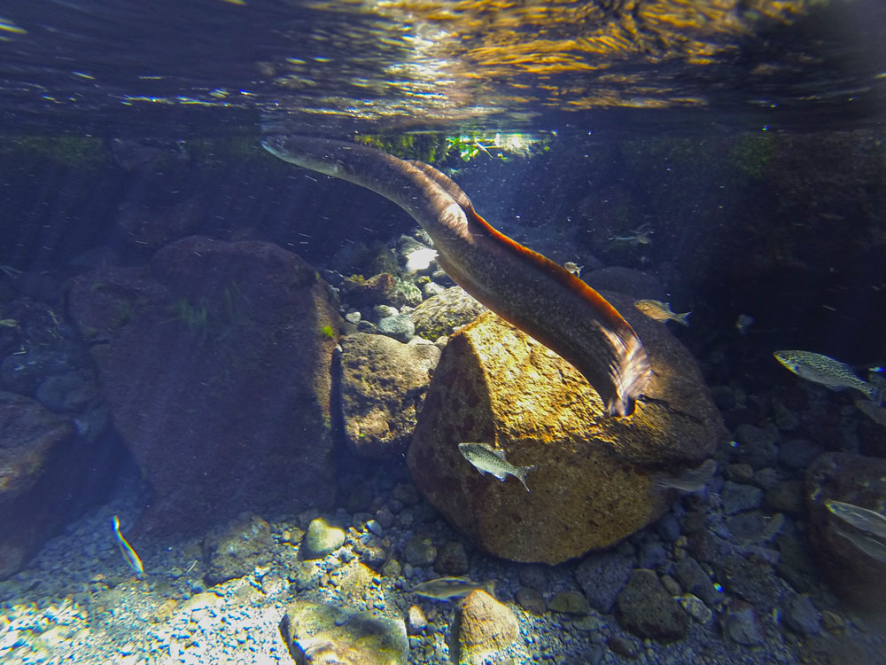 Photo de la faune aquatique à Vaima