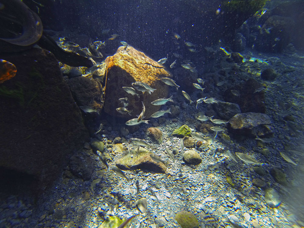 Photo des poissons de Vaima