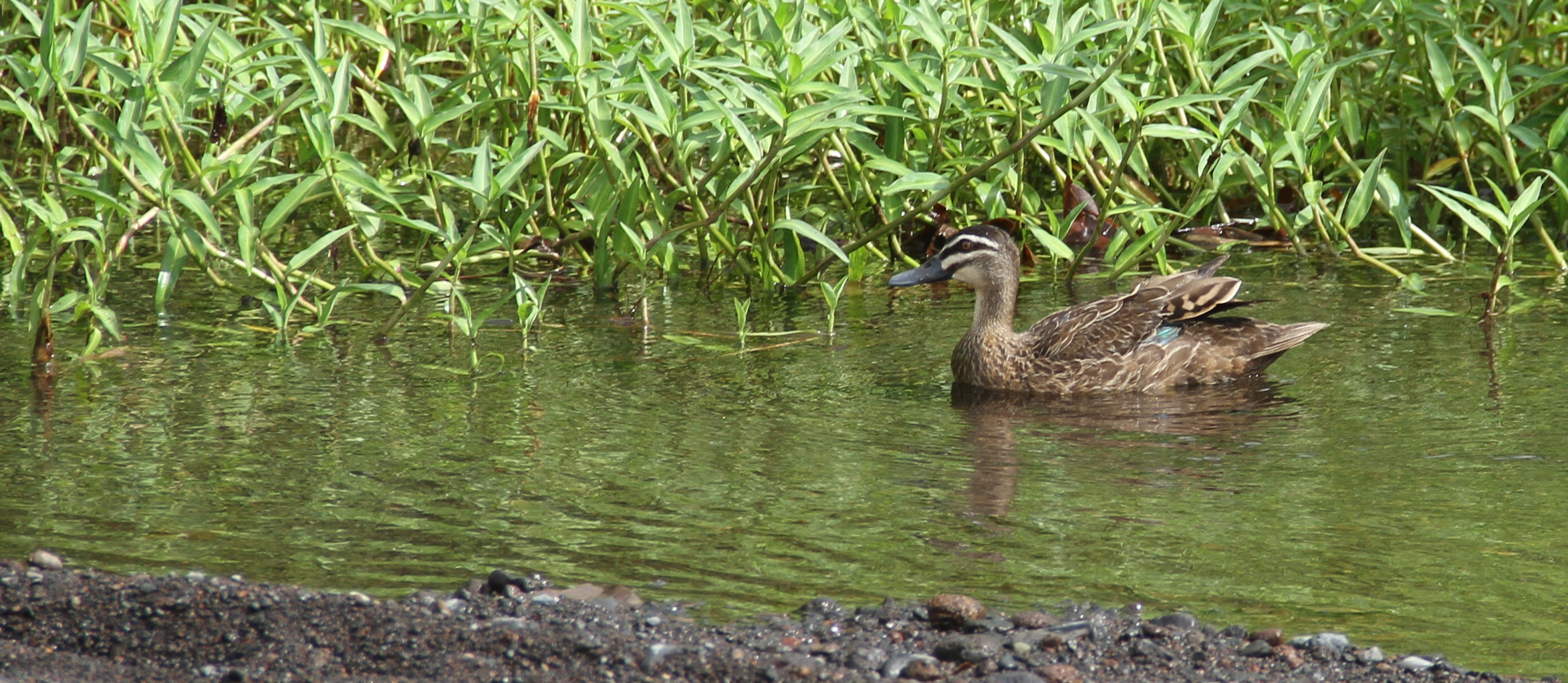 Moora oviri Canard à sourcil Anas superciliosa